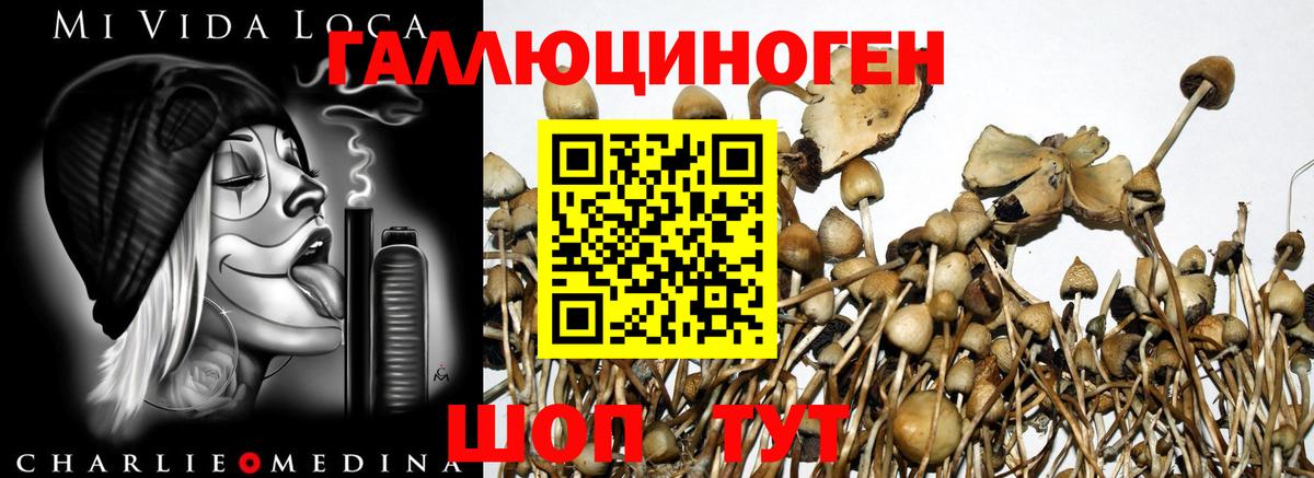 Гуково  Псилоцибиновые грибы Cubensis  Вход с VPN  Галлюциногенные грибы мухоморы 